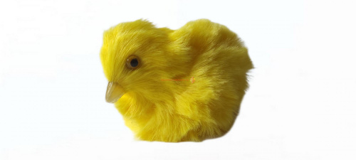 Цыпленок во Донской
